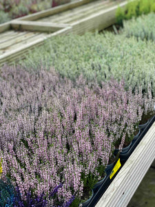 Purple Winter Heathers