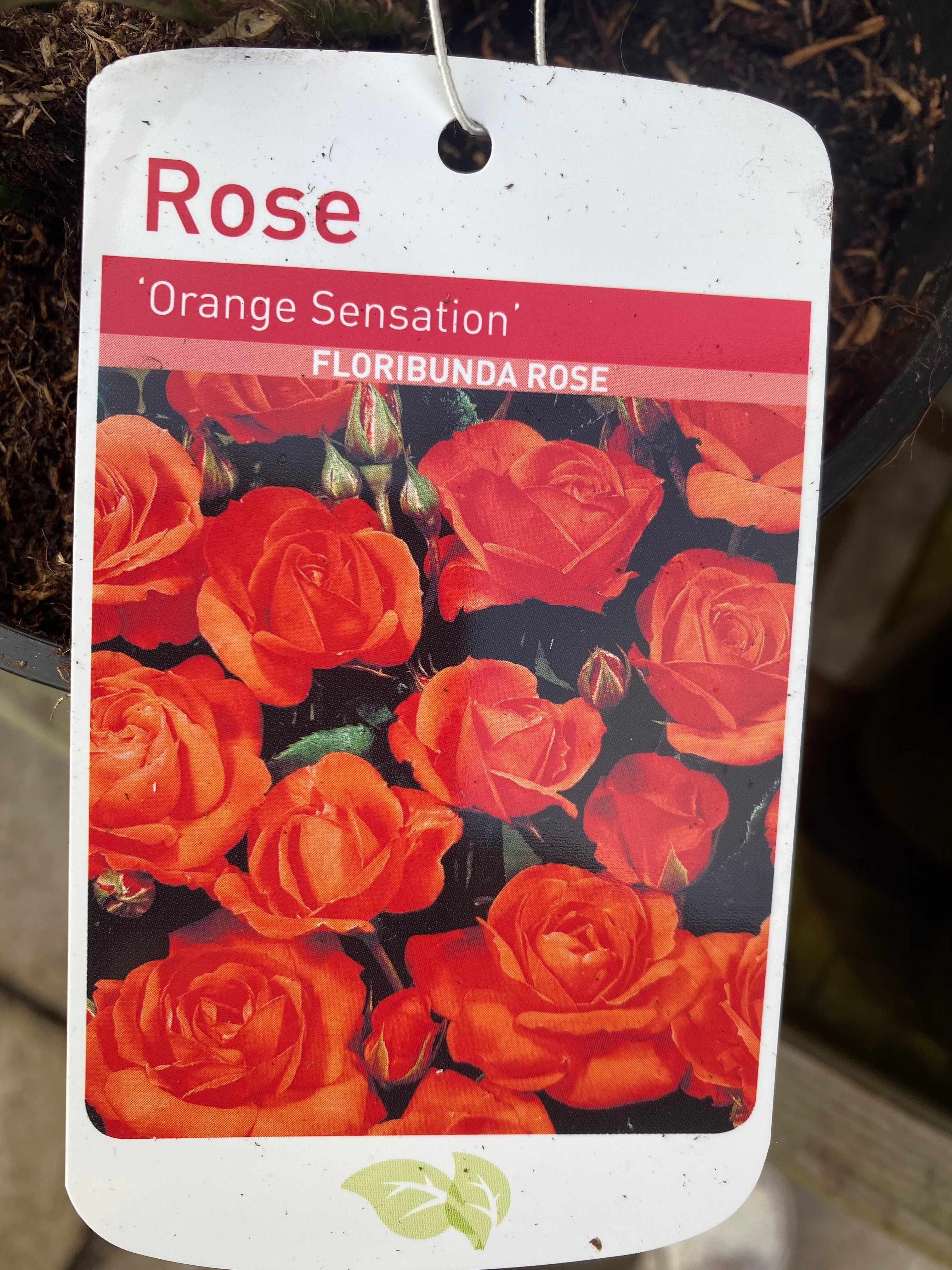 Rose “Orange Sensation”