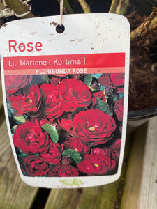 Rose “Lily Marlene”