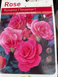 Rose “Romance”