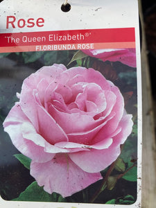 Rose “Queen Elizabeth”