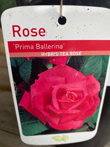Rose “Prima Ballerina”