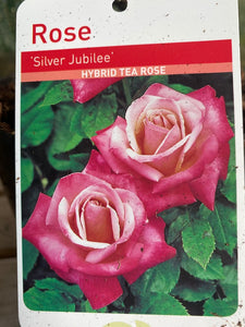 Rose “Silver Jubilee”