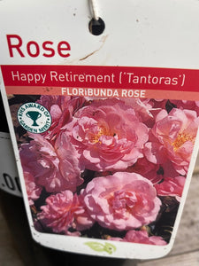 Rose “Happy Retirement”