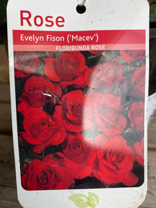 Rose “Evelyn Fison”