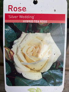 Rose “Silver Wedding”