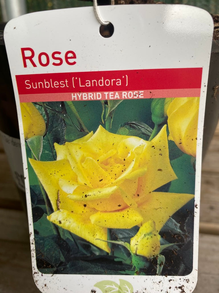 Rose “Sunblest”