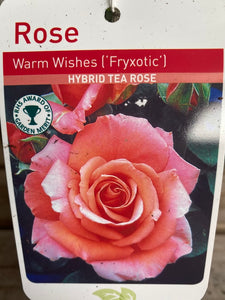 Rose “Warm Wishes”