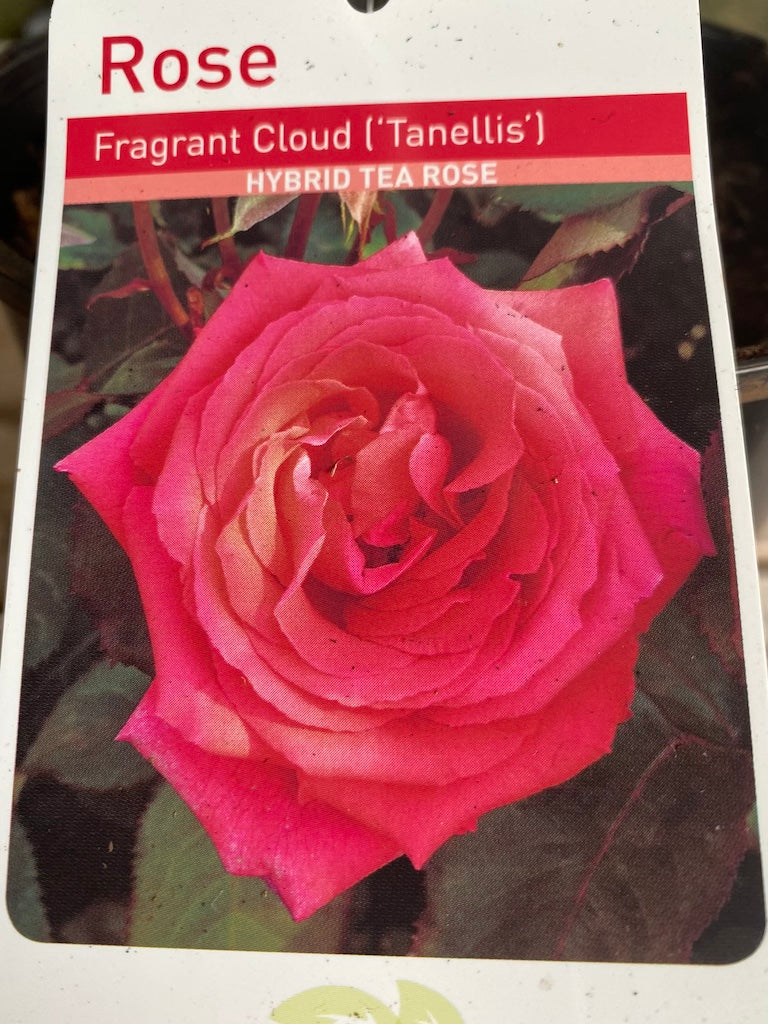 Rose “Fragrant Cloud”