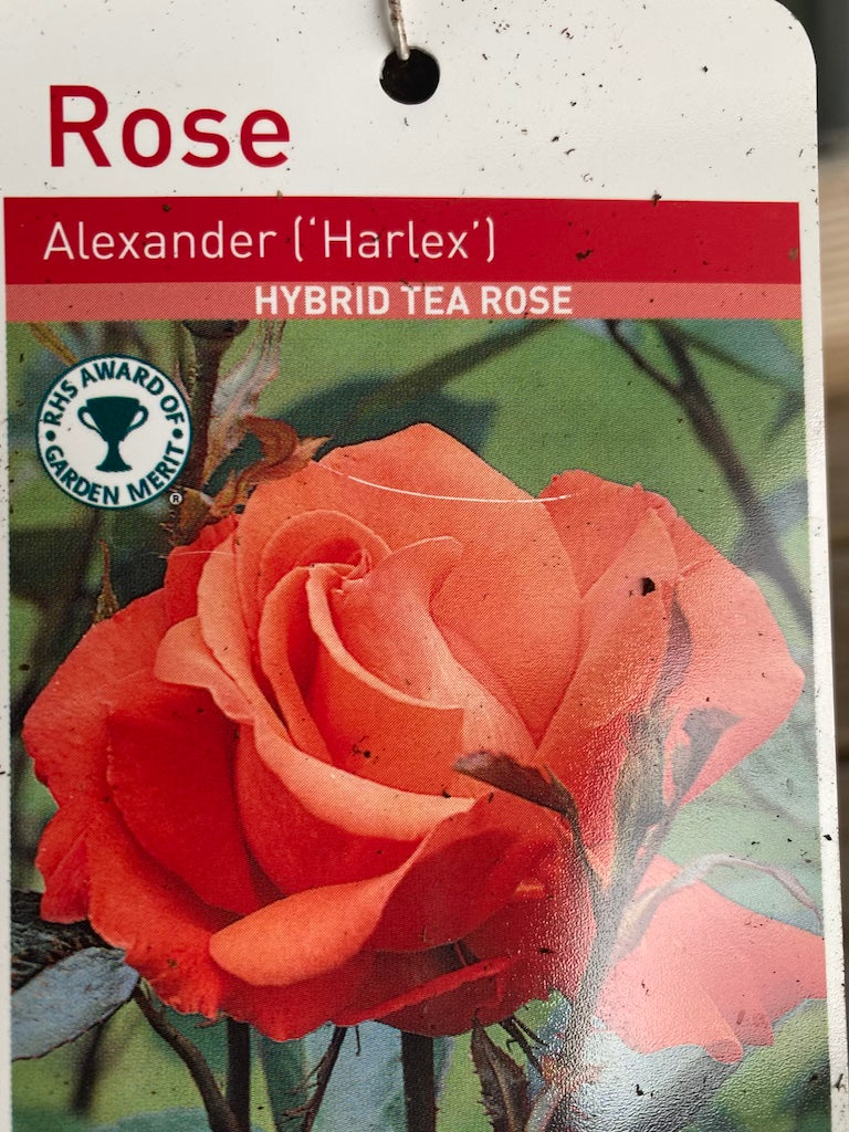 Rose “Alexander”