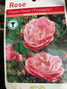 Rose “Flower Power”