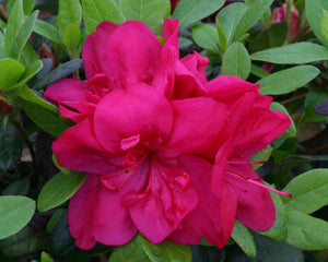 Pink Azalea for Mothers Day