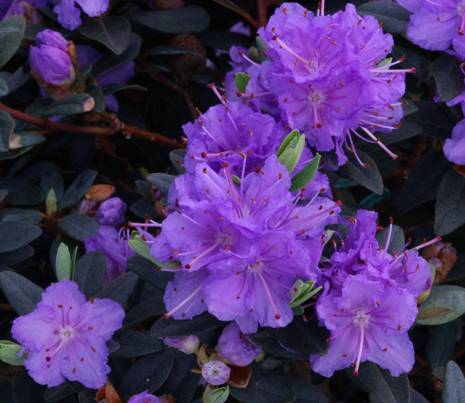 Rhododendron Ramapo 3L