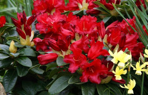 Rhododendron Bengal 3L