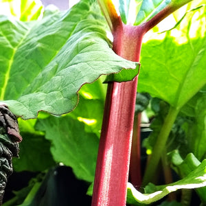 Rhubarb Stockbridge Arrow