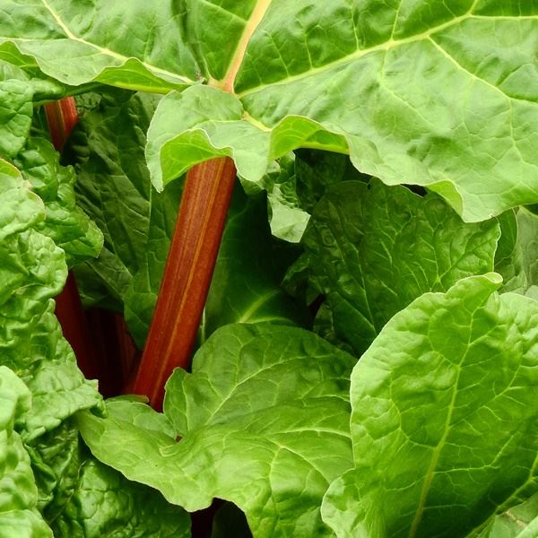 Rhubarb Timperley Early