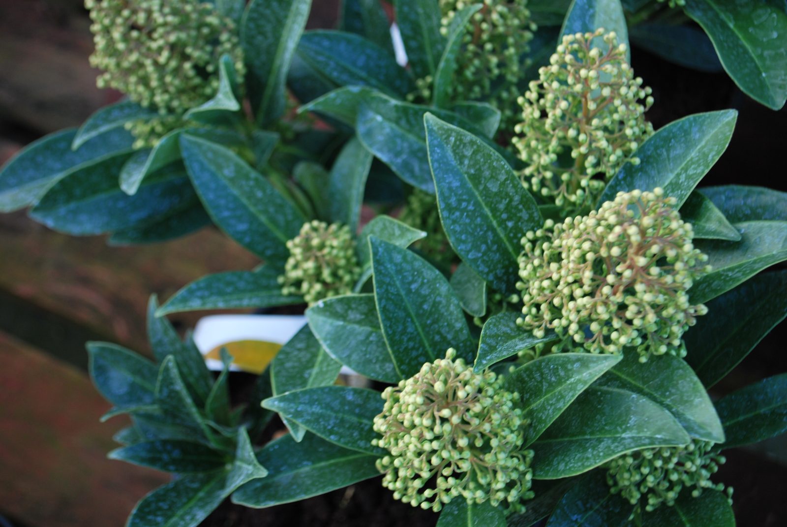 Skimmia Kew Green