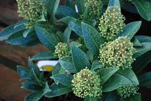 Skimmia Kew Green