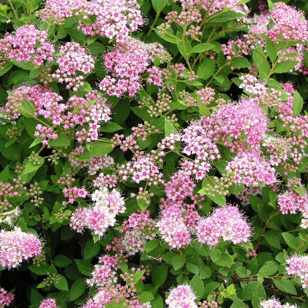 Spiraea Little Princess