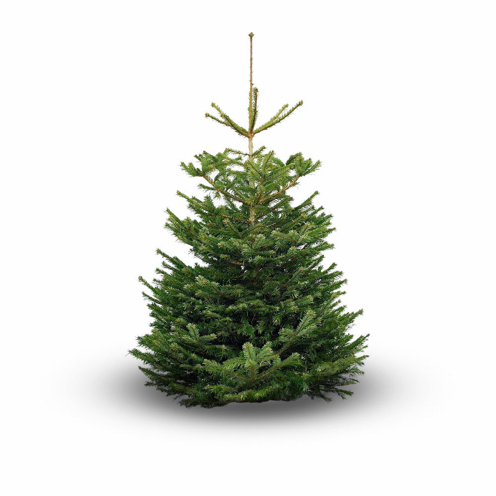 Cut Nordmann Fir Christmas Tree