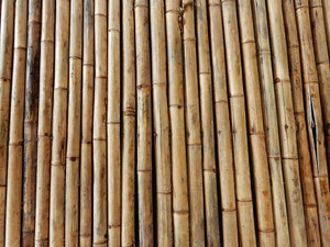 Bamboo Cane