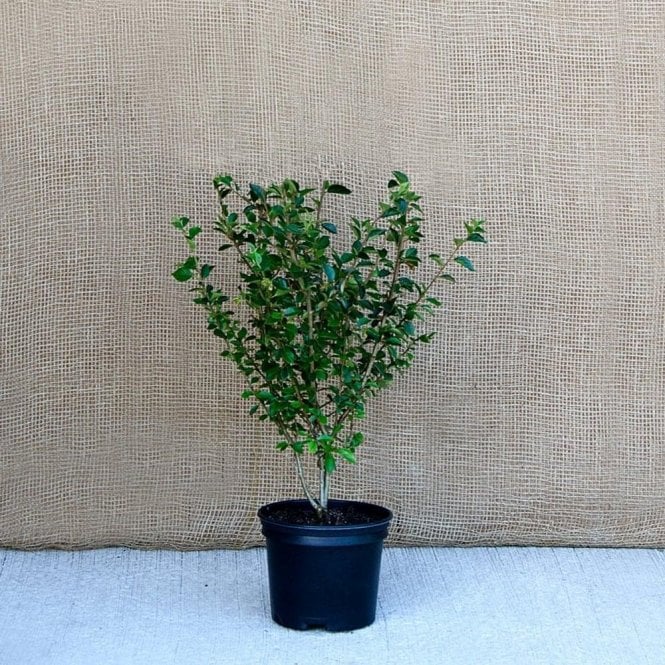 Cotoneaster Simonsii