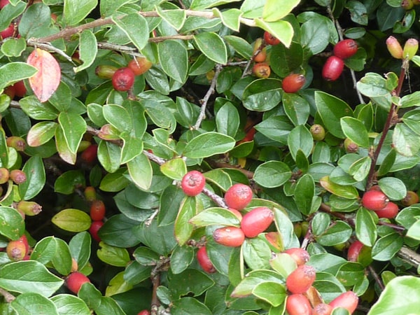 Cotoneaster Simonsii