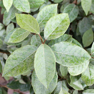 Elaeagnus Ebbeingei