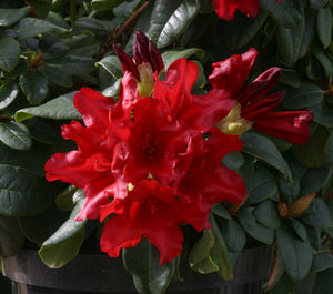 Rhododendron Hobbie 3L