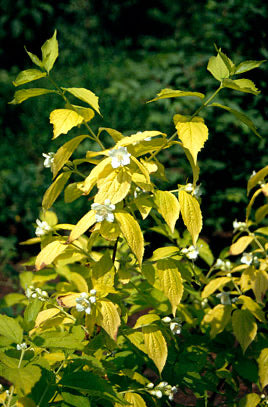 Philadelphus Aureus