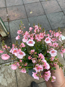 Diascia Pink