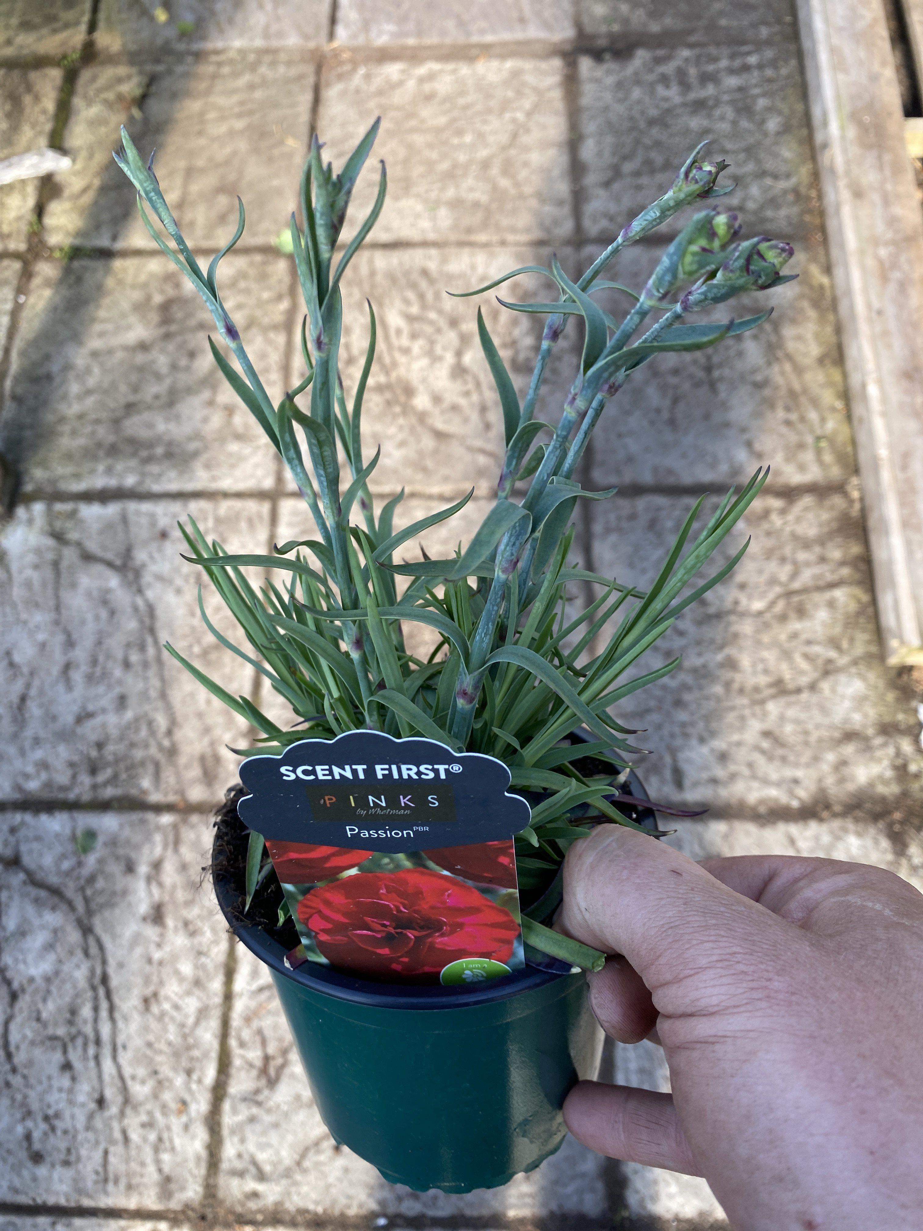 Dianthus Passion