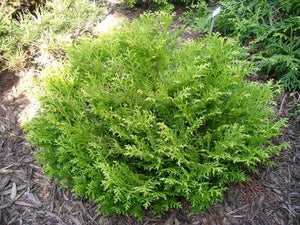 Thuja Dolobrata Nana