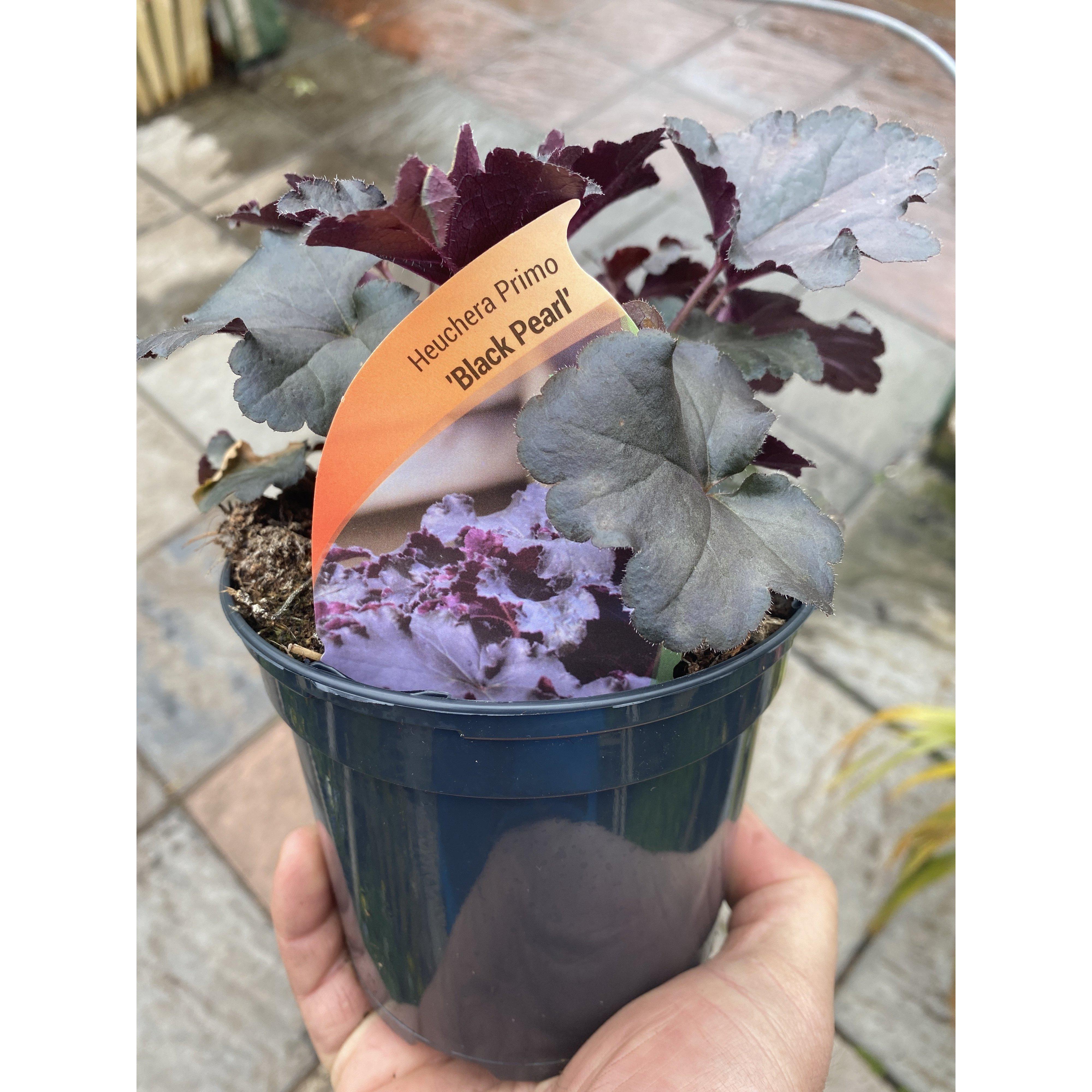 Heuchera Black Pearl