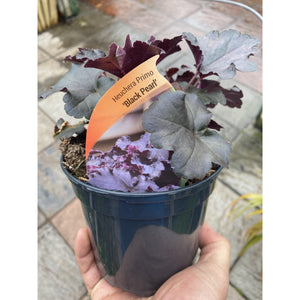 Heuchera Black Pearl