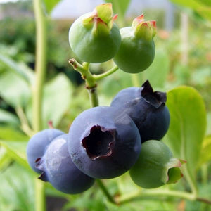 Blueberry Darrow