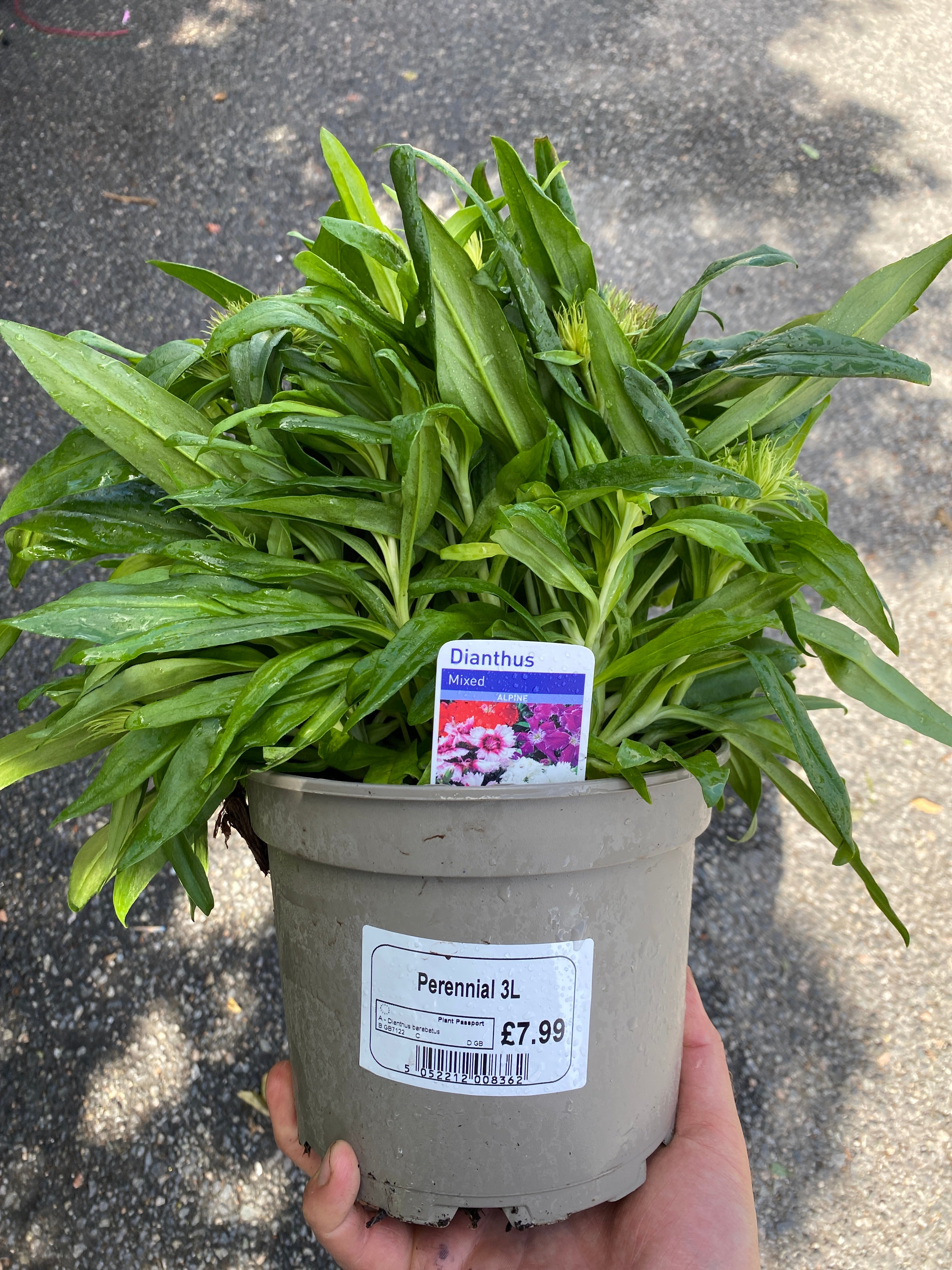 Dianthus 3L