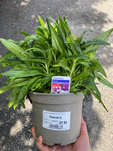 Dianthus 3L