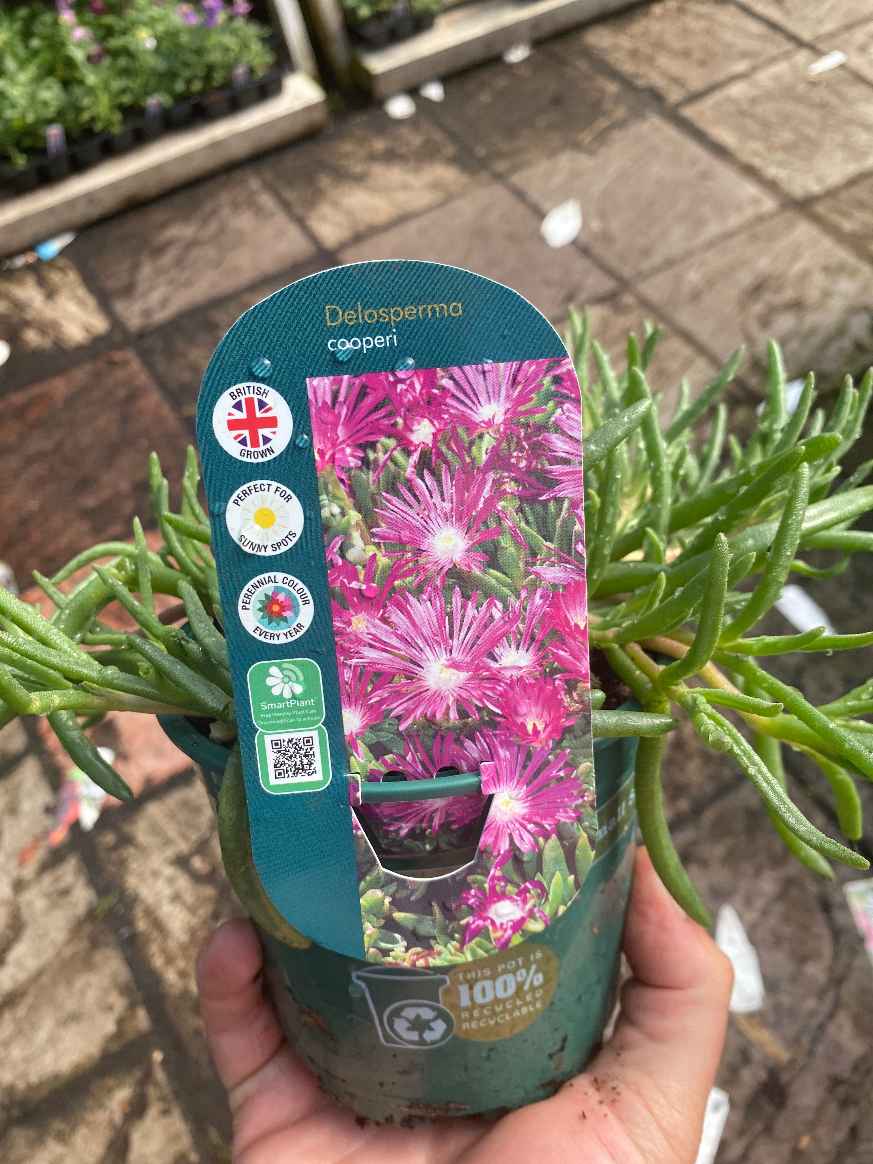 Delosperma Cooperi