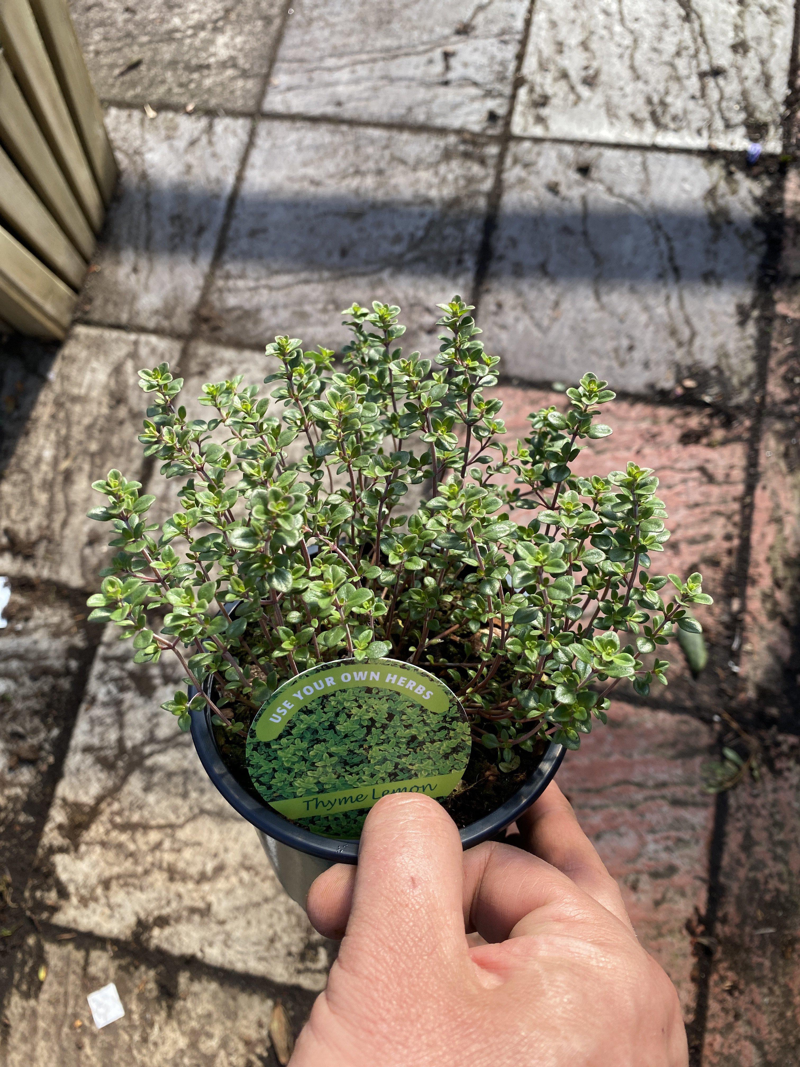 Thyme Lemon