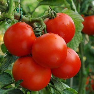 Tomato Plant Moneymaker