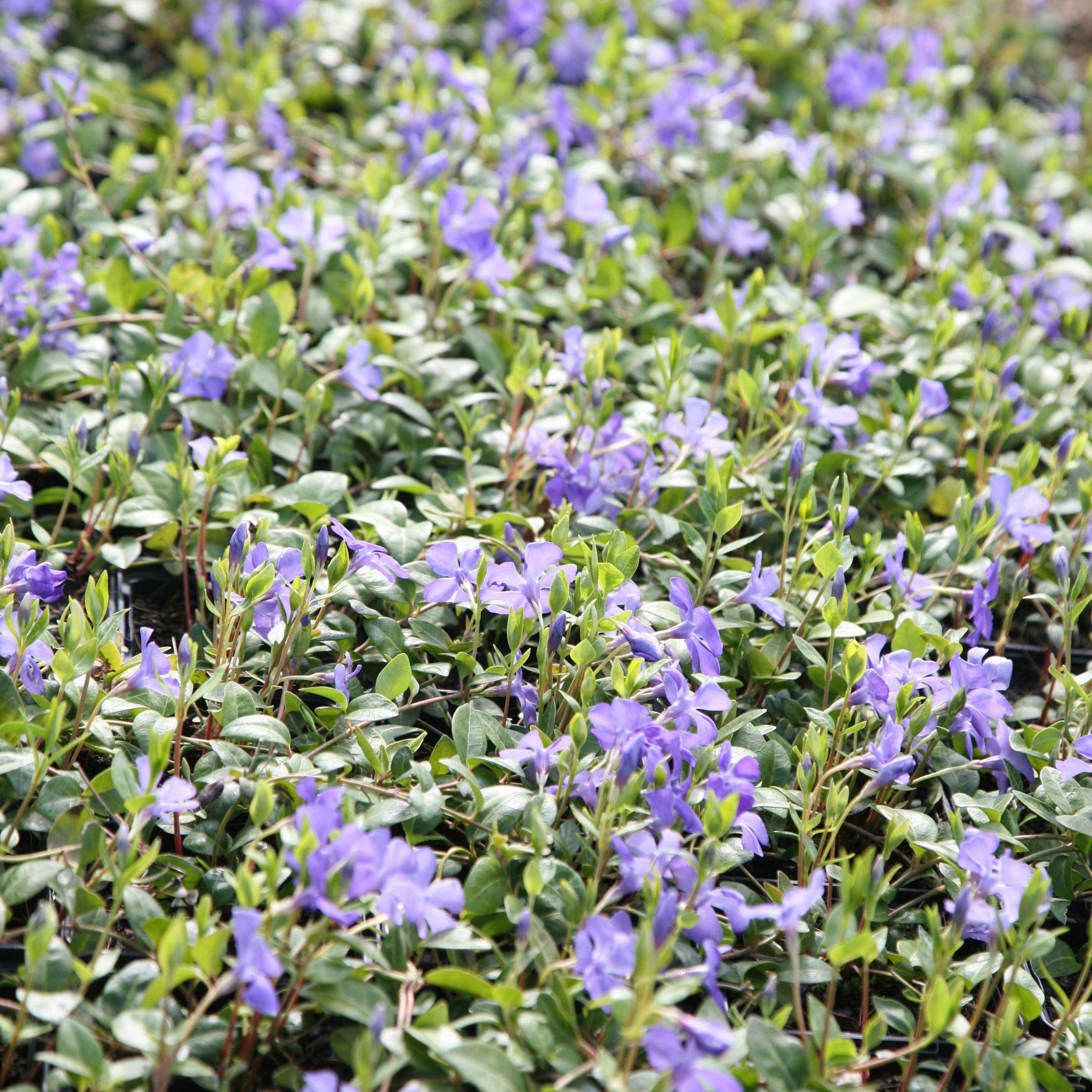 Vinca Minor