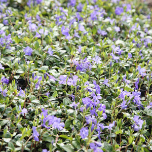 Vinca Minor