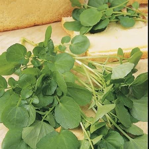 Watercress Aqua