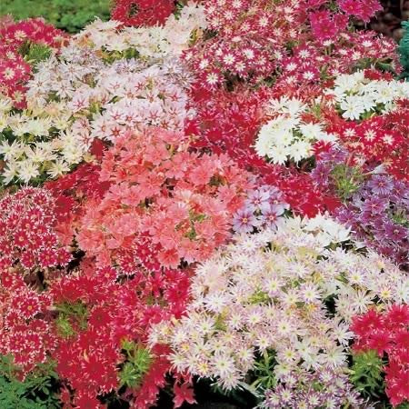 Phlox Twinkle Stars