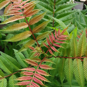 Sorbaria Sem