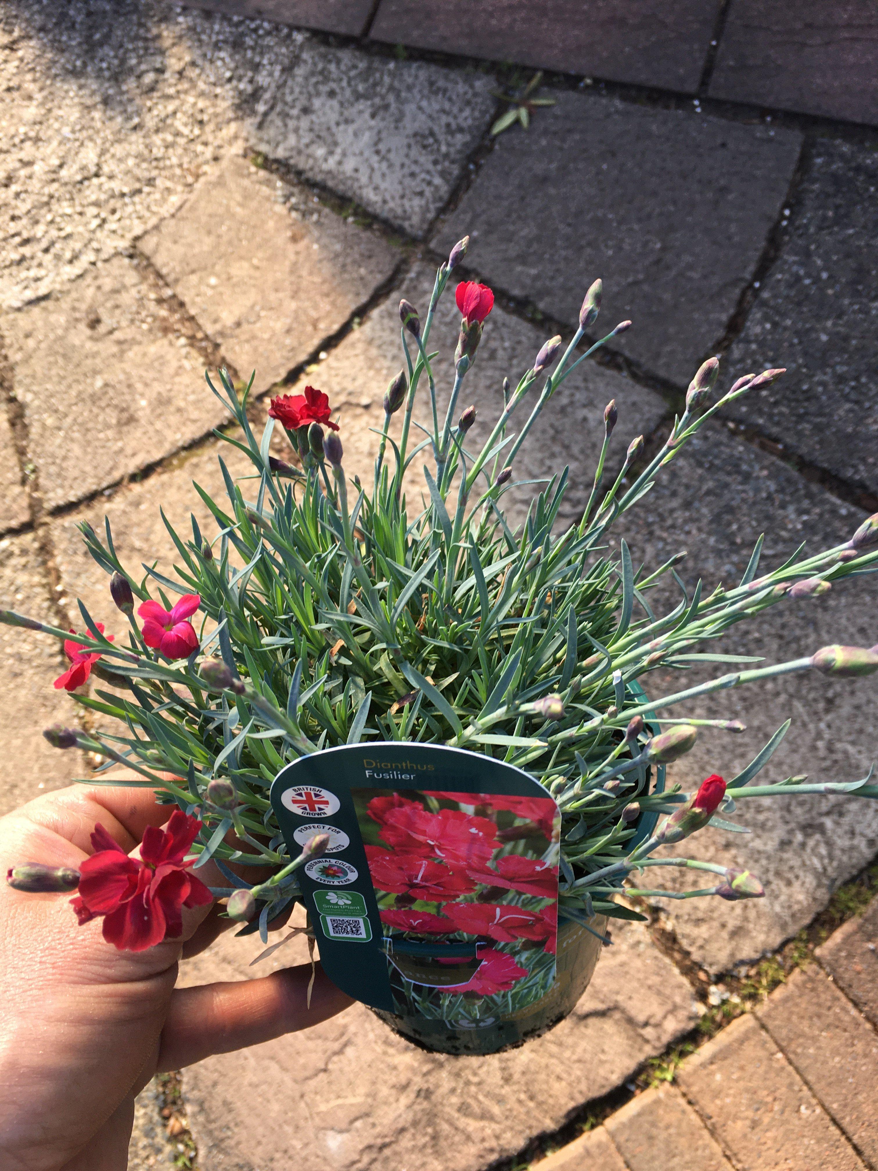 Dianthus Fusilier