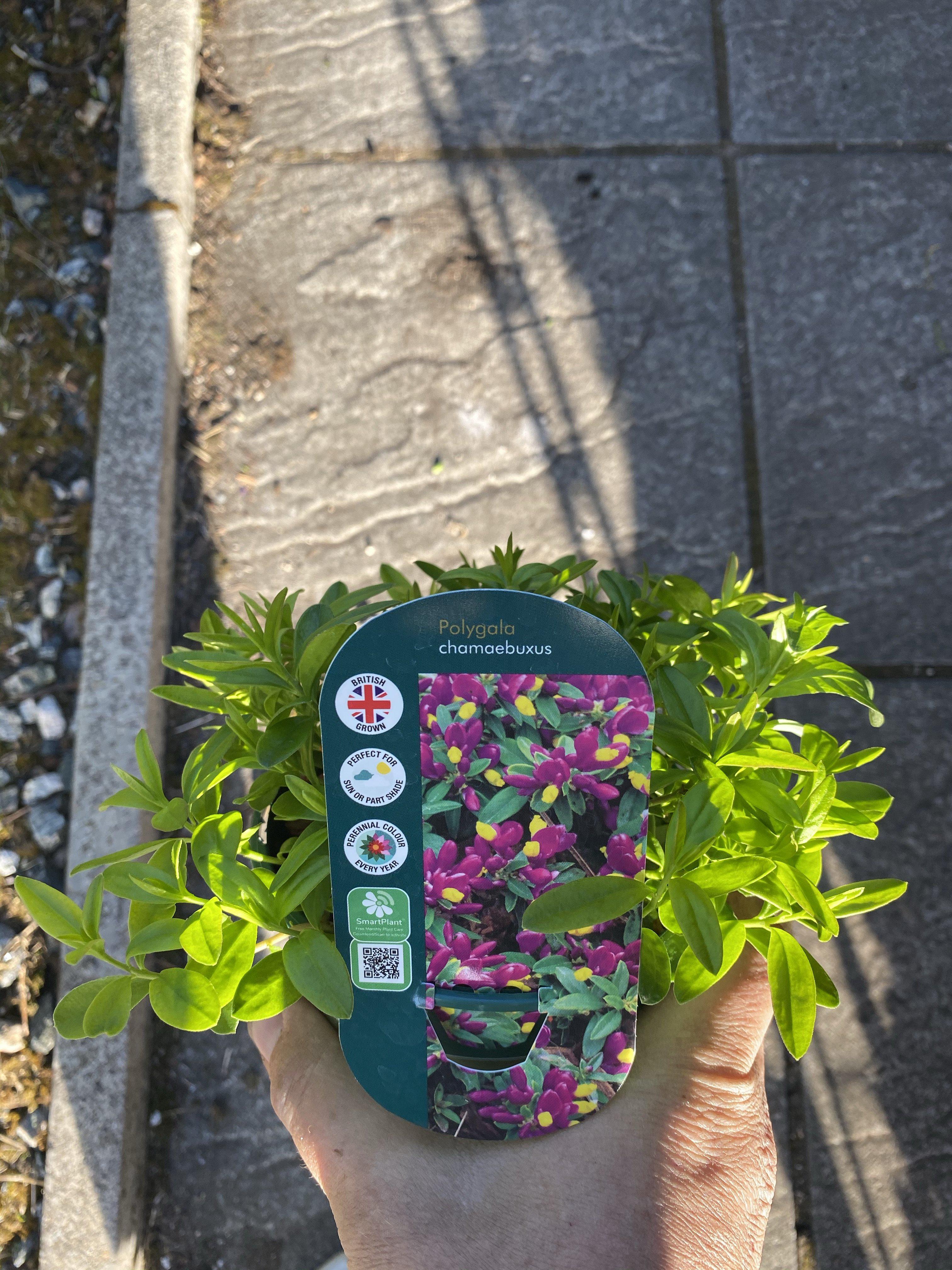 Polygala Chamaebuxus