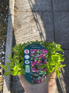 Polygala Chamaebuxus