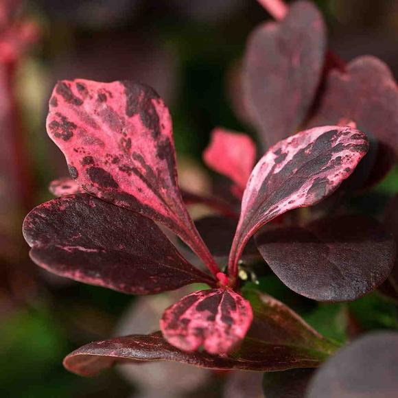 Berberis Rose Glow